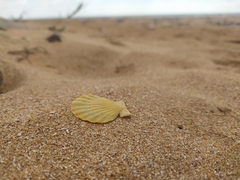 Flexopecten glaber ponticus