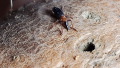 Cylas formicarius