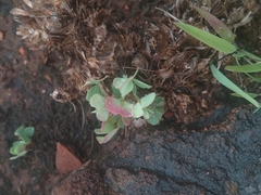 Oxalis obliquifolia