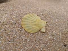 Flexopecten glaber ponticus