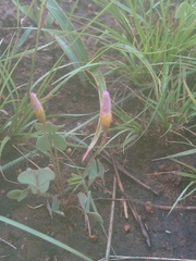 Oxalis obliquifolia