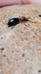 Cylas formicarius