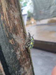 Polyclaeis longicornis