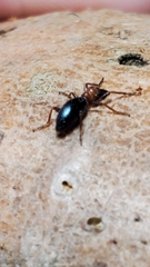 Cylas formicarius