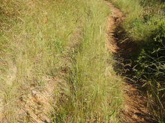 Austrostipa rudis