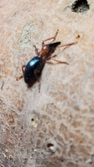 Cylas formicarius