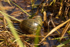 Pomacea paludosa