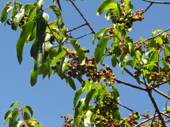 Aristotelia chilensis