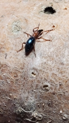 Cylas formicarius