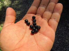 Aristotelia chilensis