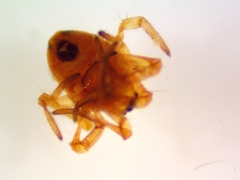 Araneus pratensis