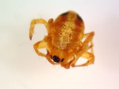 Araneus pratensis
