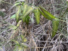 Funastrum cynanchoides