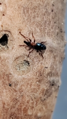 Cylas formicarius