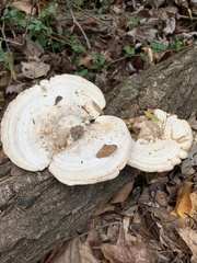 Trametes aesculi