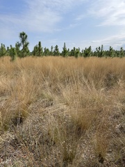 Aristida stricta