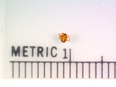 Araneus pratensis