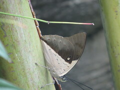 Archaeoprepona meander