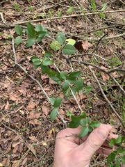 Forestiera ligustrina
