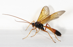 Opheltes glaucopterus