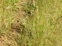 Austrostipa rudis