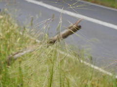 Austrostipa rudis