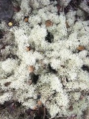 Cladonia confusa