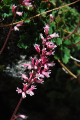 Heuchera caespitosa