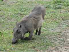 Phacochoerus africanus massaicus
