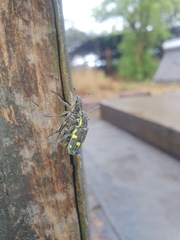 Polyclaeis longicornis