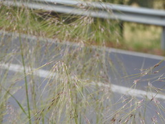 Austrostipa rudis