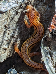 Eurycea wilderae
