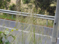 Austrostipa rudis