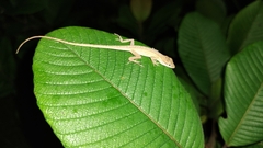 Anolis sericeus