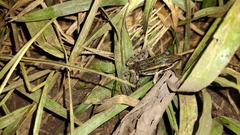 Lithobates brownorum