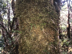 Stenogrammitis saffordii