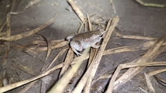 Hypopachus variolosus