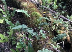 Polypodium pellucidum pellucidum