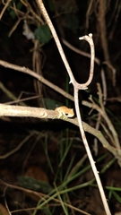 Dendropsophus microcephalus
