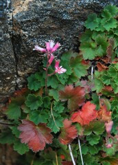 Heuchera caespitosa