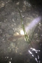 Doryteuthis opalescens