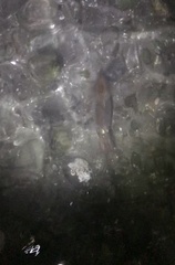 Doryteuthis opalescens