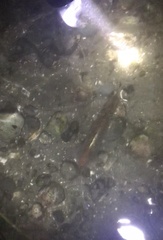 Doryteuthis opalescens