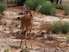 Raphicerus campestris