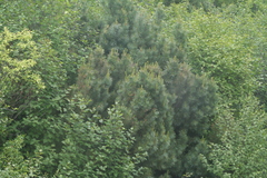 Pinus pumila