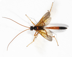 Opheltes glaucopterus