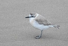 Charadrius marginatus arenaceus