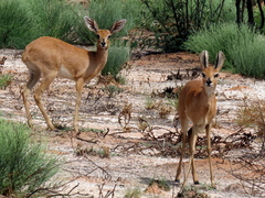 Raphicerus campestris