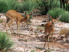 Raphicerus campestris