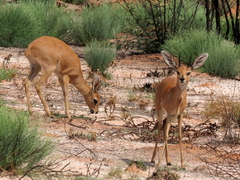 Raphicerus campestris